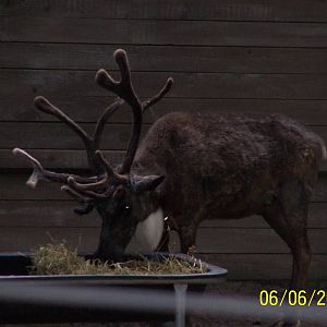 Reindeer ~ North America