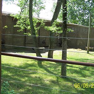 Reindeer Exhibit ~ North America