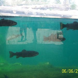 Trout ~ Polar Frontier