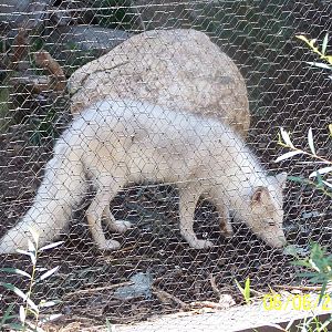 Artic Fox ~ Polar Frontier