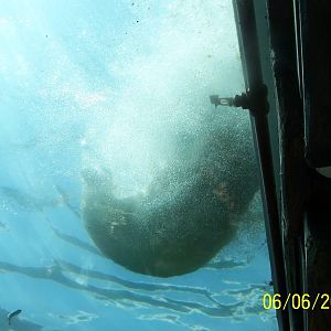 Polar Bear Under-Water Viewing ~ Polar Frontier