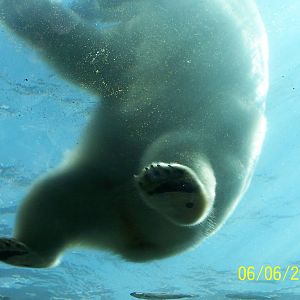 Polar Bear Under-Water Viewing ~ Polar Frontier