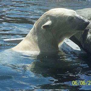 Above Water Polar Bear Viewing ~ Polar Frontier