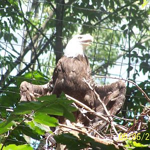 Bald Eagle ~ North America