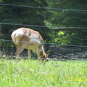 Pronghorn ~ North America