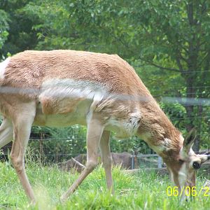 Pronghorn ~ North America