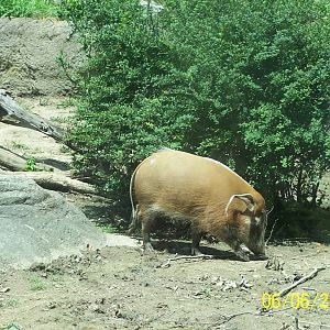 Red River Hog ~ African Forest