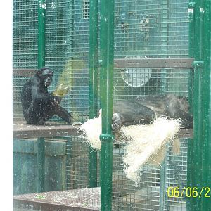 Bonobos ~ African Forest