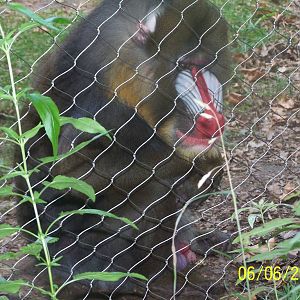 Male Mandrill ~ African Forest
