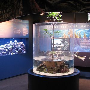 Ocean on the Edge - Tropical Reef and Mangrove Exhibits