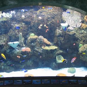 Great Hall of the Pacific - Tropical Pacific Preview