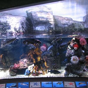 Great Hall of the Pacific - Northern Pacific Preview