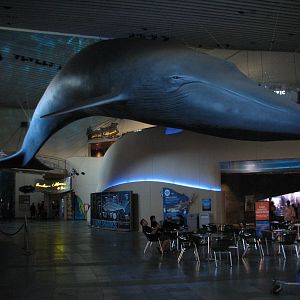 Great Hall of the Pacific - Blue Whale Model