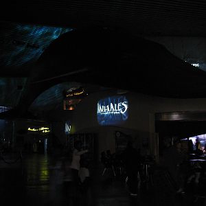 Great Hall of the Pacific - Blue Whale Model during Whales Show