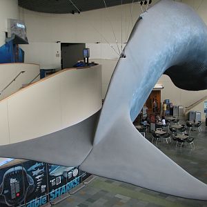 Great Hall of the Pacific - Blue Whale Model