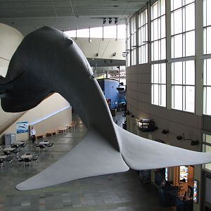 Great Hall of the Pacific - Blue Whale Model