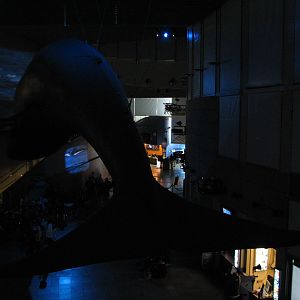 Great Hall of the Pacific - Blue Whale Model during Whales Show