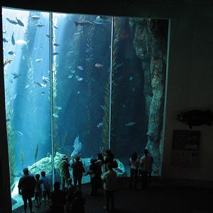 Great Hall of the Pacific - Blue Cavern during Whales Show
