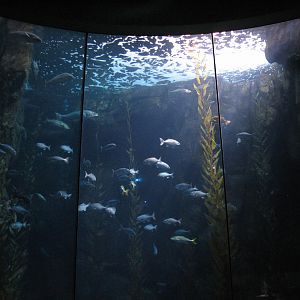 Great Hall of the Pacific - Blue Cavern