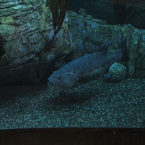 Great Hall of the Pacific - Blue Cavern - Giant Sea Bass