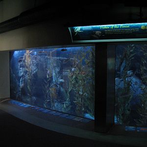 Southern California/Baja Gallery - Amber Forest Exhibit