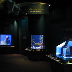 Southern California/Baja Gallery - Redondo Canyon, Kelp Camouflage, and Eel