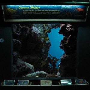 Southern California/Baja Gallery - Spiny Lobster Exhibit