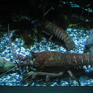 Southern California/Baja Gallery - Spiny Lobster
