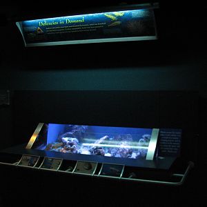 Southern California/Baja Gallery - Red Abalone Exhibit
