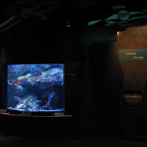 Southern California/Baja Gallery - Giant Mantis Shrimp and Breakwater Exhib