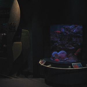 Southern California/Baja Gallery - Pinnacle Exhibits for Hydrocorals