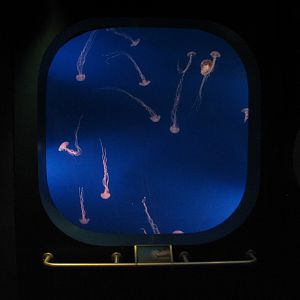 Southern California/Baja Gallery - Purple-striped Jelly Exhibit