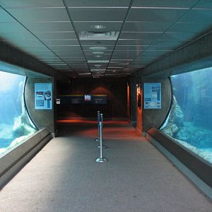 Southern California/Baja Gallery - California Sea Lion and Harbor Seal Exhi