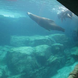 Southern California/Baja Gallery - California Sea Lion and Harbor Seal Exhi
