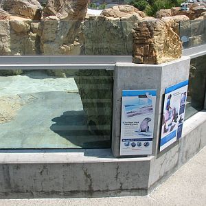 Southern California/Baja Gallery - California Sea Lion and Harbor Seal Exhi