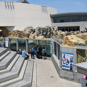 Southern California/Baja Gallery - California Sea Lion and Harbor Seal Exhi
