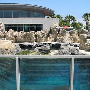 Southern California/Baja Gallery - California Sea Lion and Harbor Seal Exhi