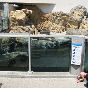 Southern California/Baja Gallery - California Sea Lion and Harbor Seal Exhi