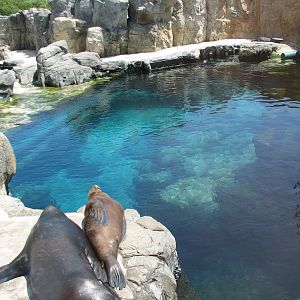 Southern California/Baja Gallery - California Sea Lion and Harbor Seal Exhi