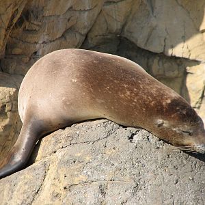 Southern California/Baja Gallery - California Sea Lion