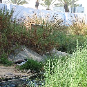 Southern California/Baja Gallery - Shorebird Sanctuary Exhibit
