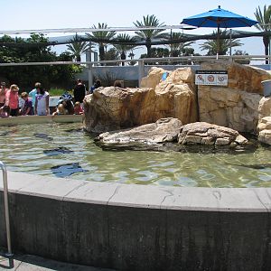 Southern California/Baja Gallery - Ray Touchpool