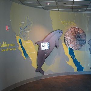 Southern California/Baja Gallery - Sea of Cortes Display