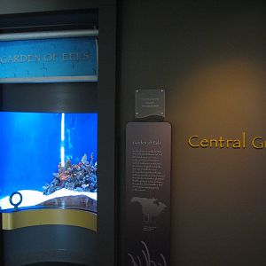 Southern California/Baja Gallery - Garden Eel Exhibit