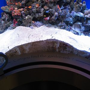 Southern California/Baja Gallery - Garden Eel Exhibit