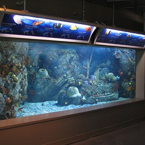 Southern California/Baja Gallery - Southern Gulf Exhibit
