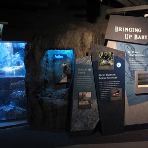 Northern Pacific Gallery - Diving Birds Exhibit