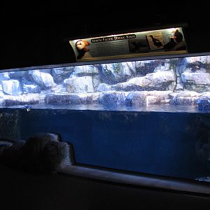 Northern Pacific Gallery - Diving Birds Exhibit