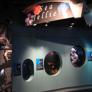 Northern Pacific Gallery - Sea Jellies Exhibits