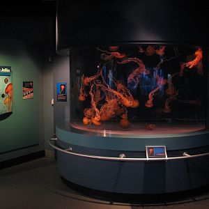 Northern Pacific Gallery - Sea Jellies Exhibits - West Coast Sea Nettle Exh